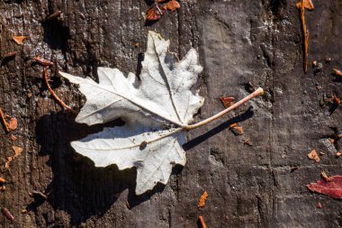 Kahverengi ahşap arka plan üzerinde kuru yaprak