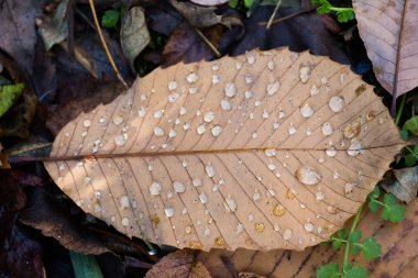 Yaprakları bir sonbahar arka plan olarak kuru