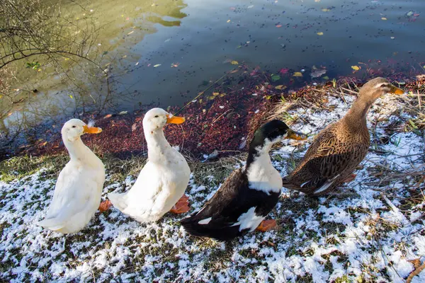Patos solitarios al lado del estanque —  Fotos de Stock