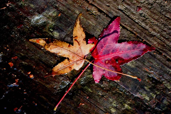 Suché listí na hnědé dřevěné pozadí — Stock fotografie