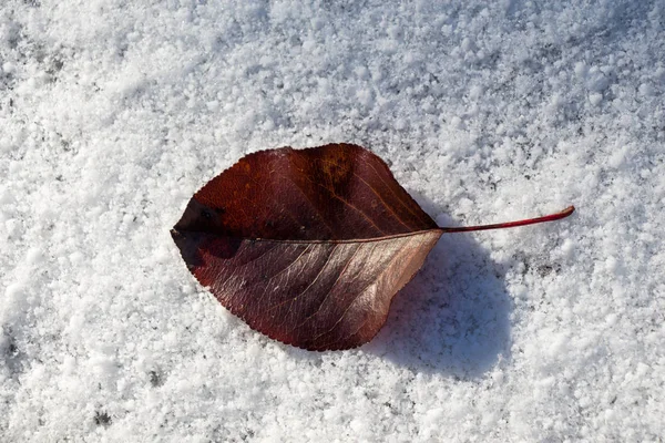 Hoja seca colocada sobre un fondo blanco nevado — Foto de Stock