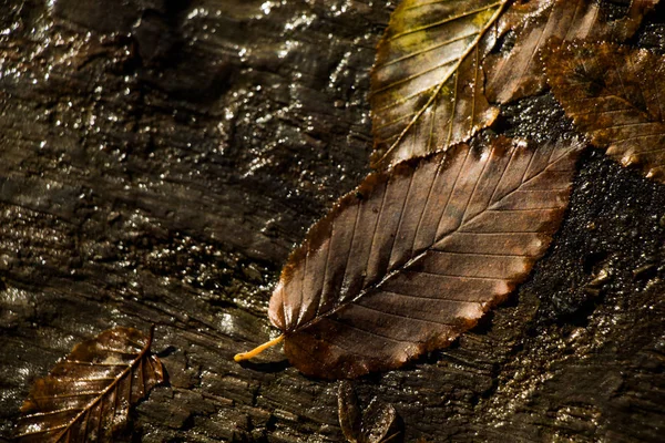 Foglia secca su uno sfondo di legno marrone — Foto Stock