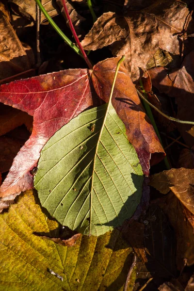 Сухие листья на осеннем фоне — стоковое фото