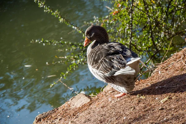Pato solitário ao lado da lagoa — Fotografia de Stock