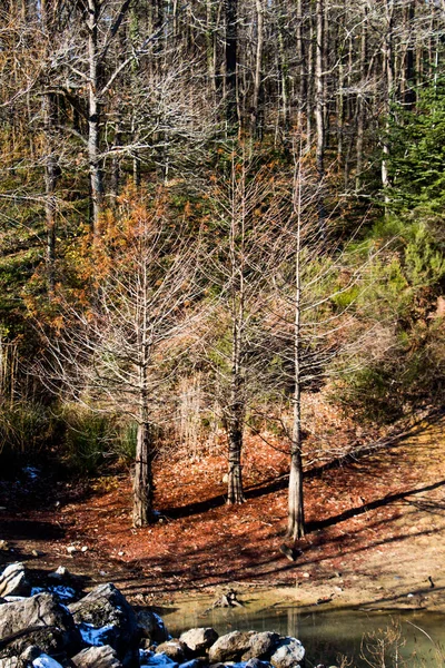 Unga träd i höst säsongen — Stockfoto