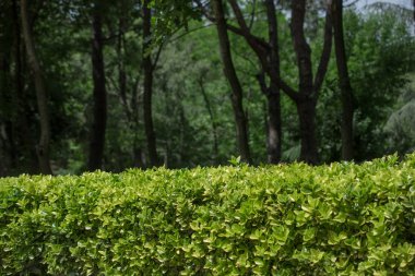 Doğada bulunan genç bitki