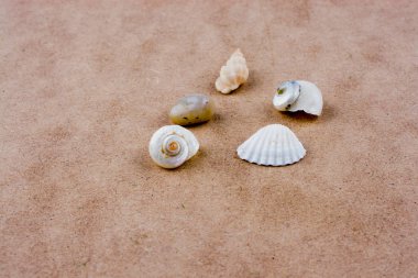 Kahverengi arka planda çeşitli küçük deniz kabukları