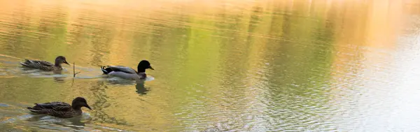 Einsame Enten schwimmen im Teich — Stockfoto