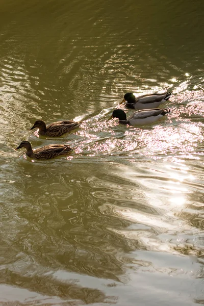 Einsame Enten mitten im Teich — Stockfoto