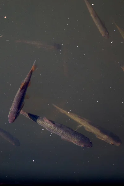 Vackra små fiskar simmar i vattnet i dammen — Stockfoto
