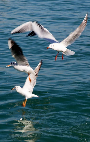 Seagulls flying in sky over the sea waters — Stock Photo, Image