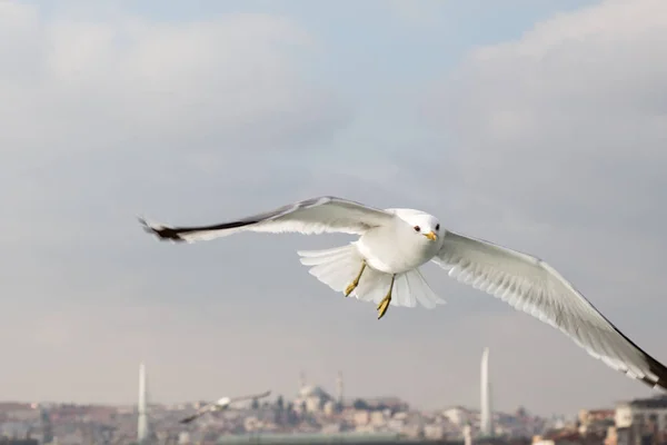 Möwe fliegt im Himmel über dem Meer in Istanbul — Stockfoto