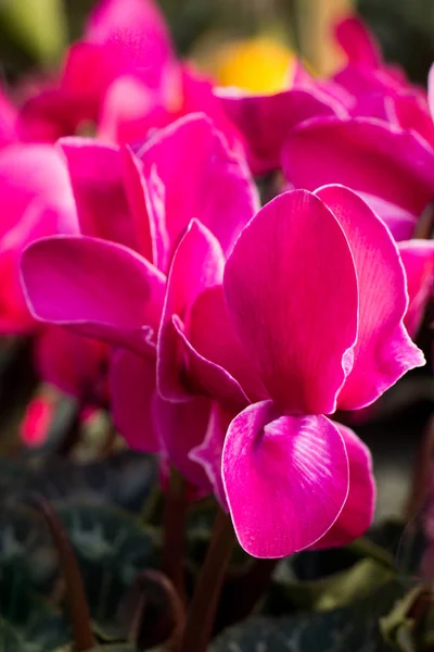 Beautiful flowers as a background — Stock Photo, Image