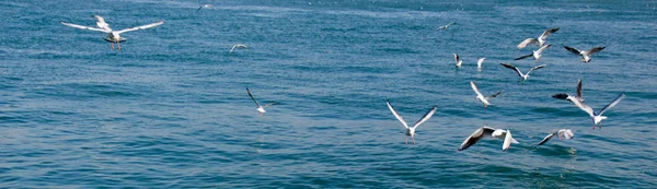 Måker som flyr på himmelen over sjøvann – stockfoto