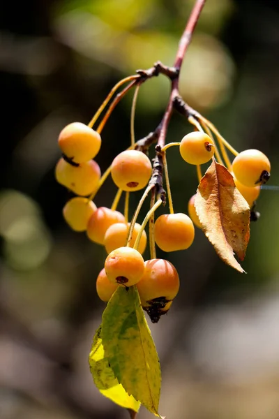 Fruits sauvages trouvés dans la nature — Photo