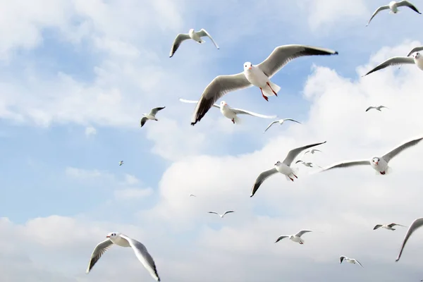 Seagulls flying in sky over the sea waters — Stock Photo, Image