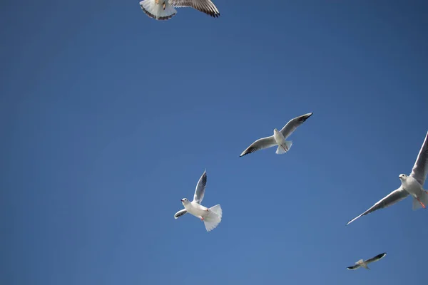 Mouettes volant dans le ciel au-dessus des eaux de la mer — Photo