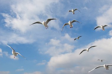 Deniz sular gökte uçan martılar