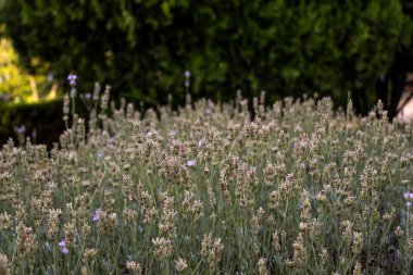 pasta's, tomaten, kaas en paddestoelen zijn geïsoleerd op een witte achtergrond