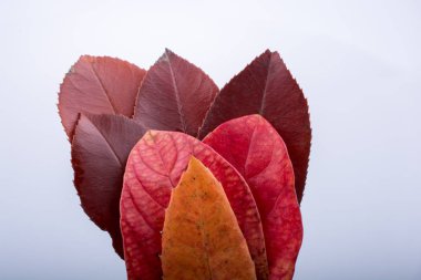 Beyaz bir arka plan üzerine yerleştirilen kuru yapraklar