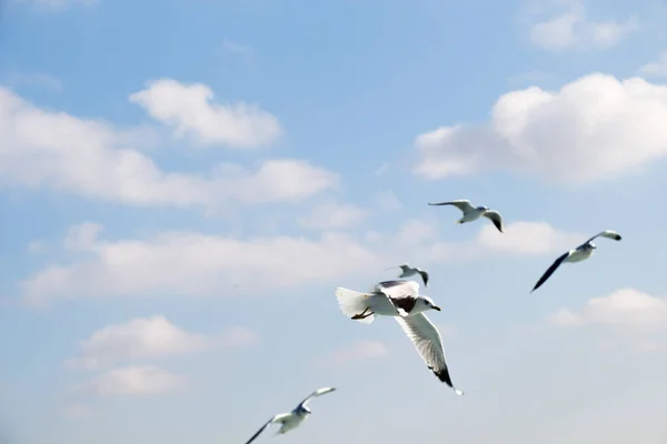 Mouettes volant dans le ciel au-dessus des eaux de la mer — Photo