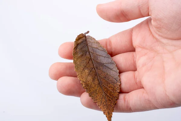 Mano che tiene una foglia di autunno asciutta su uno sfondo bianco — Foto Stock