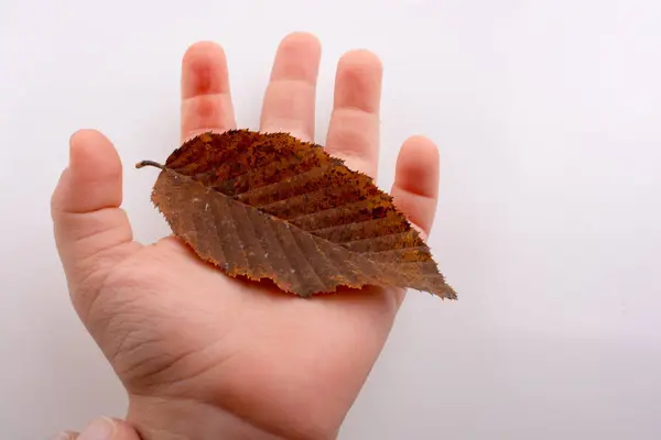 Mano Sosteniendo Una Hoja Seca Otoño Mano Sobre Fondo Blanco —  Fotos de Stock