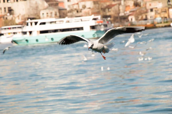 Seagull vliegen in de lucht boven de zee in Istanbul — Stockfoto