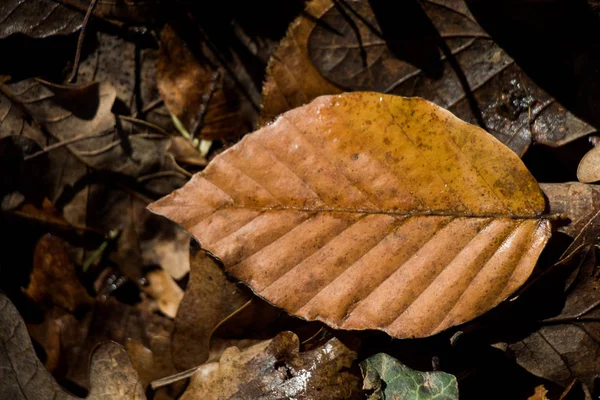 Trockenes Laub als herbstlicher Hintergrund — Stockfoto