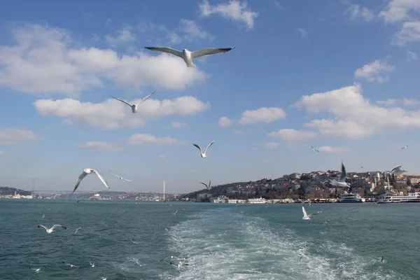 Gaivotas voando no céu sobre as águas do mar — Fotografia de Stock