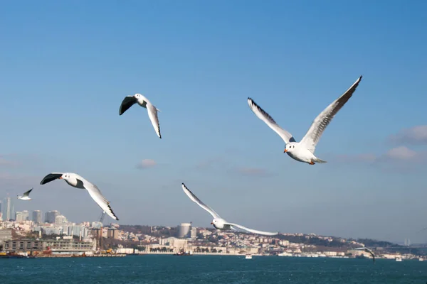 Gaviotas volando en el cielo sobre las aguas del mar —  Fotos de Stock