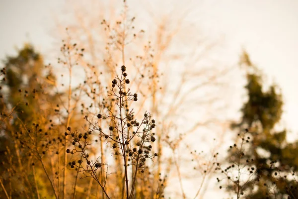 Jesienne drzewa z żółtym listowiem jesienią — Zdjęcie stockowe