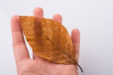 Kuru bir sonbahar yaprak beyaz bir arka plan üzerinde tutan el
