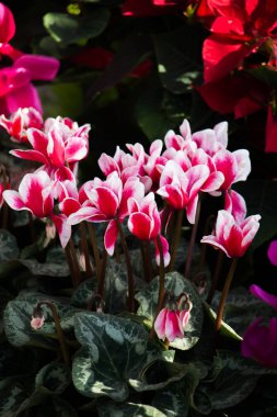 doğanın güzel çiçekler