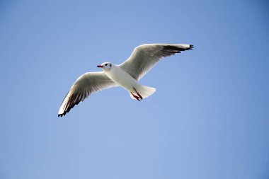 Deniz sular gökte uçan martı