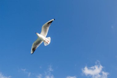 Deniz sular gökte uçan martı