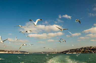 Deniz sular gökte uçan martılar