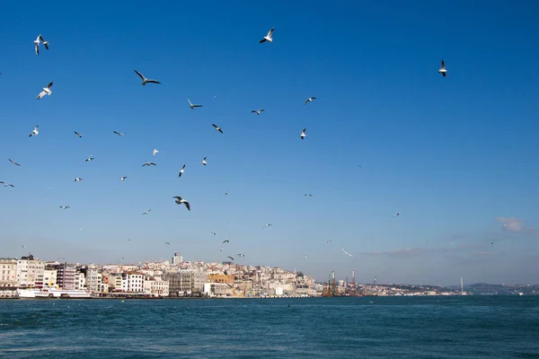 Чайки, летающие в небе над морской водой — стоковое фото