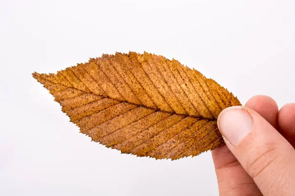 Ręka trzyma suchą jesień liść na białym tle — Zdjęcie stockowe