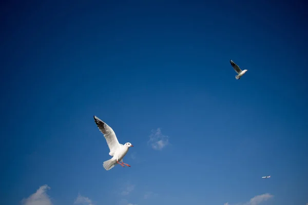 Par de gaivotas voando no céu sobre as águas do mar — Fotografia de Stock