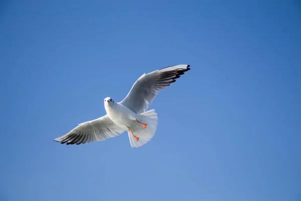 Gaivota voando no céu sobre as águas do mar — Fotografia de Stock