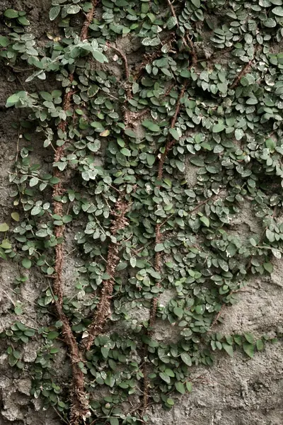 Textura fundo da temporada de outono com seus elementos — Fotografia de Stock