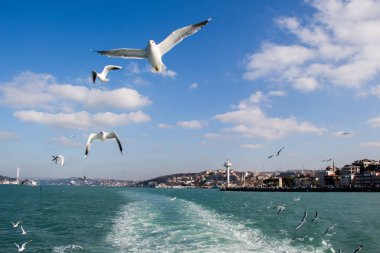 Deniz sular gökte uçan martılar