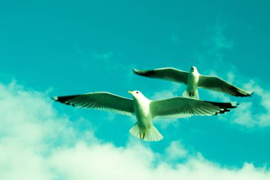 Deniz sular gökte uçan martıları çifti