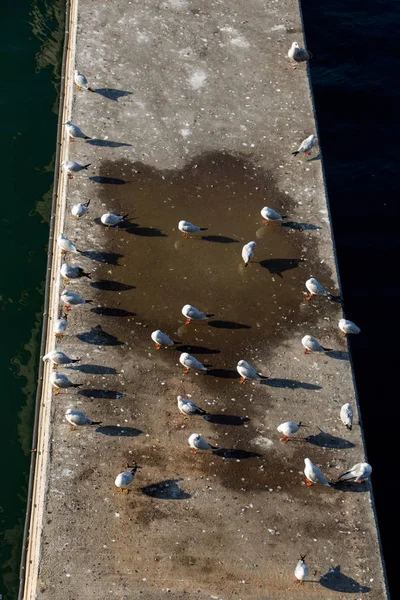 Gaivotas vivem em ambiente urbano — Fotografia de Stock