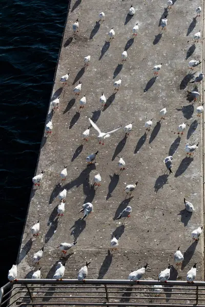 都市環境に住んでいるカモメ — ストック写真