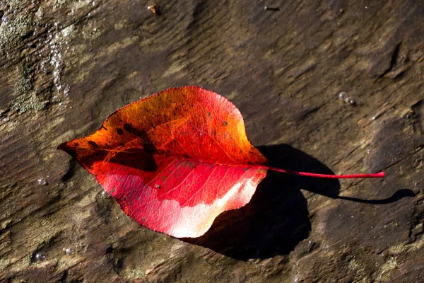 Torra blad på brun trä bakgrund — Stockfoto