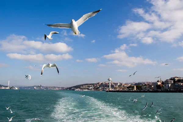Gaviotas volando en el cielo sobre las aguas del mar —  Fotos de Stock