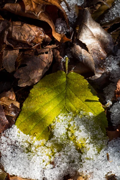 Trockenes Laub als herbstlicher Hintergrund — Stockfoto