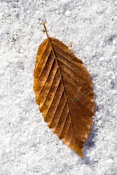 Hoja seca colocada sobre un fondo blanco nevado — Foto de Stock